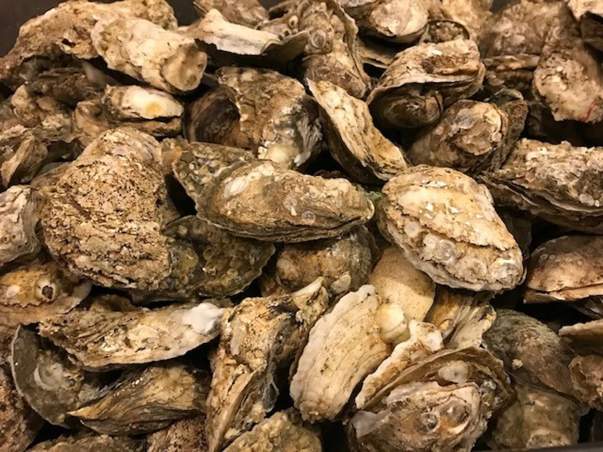 oysters