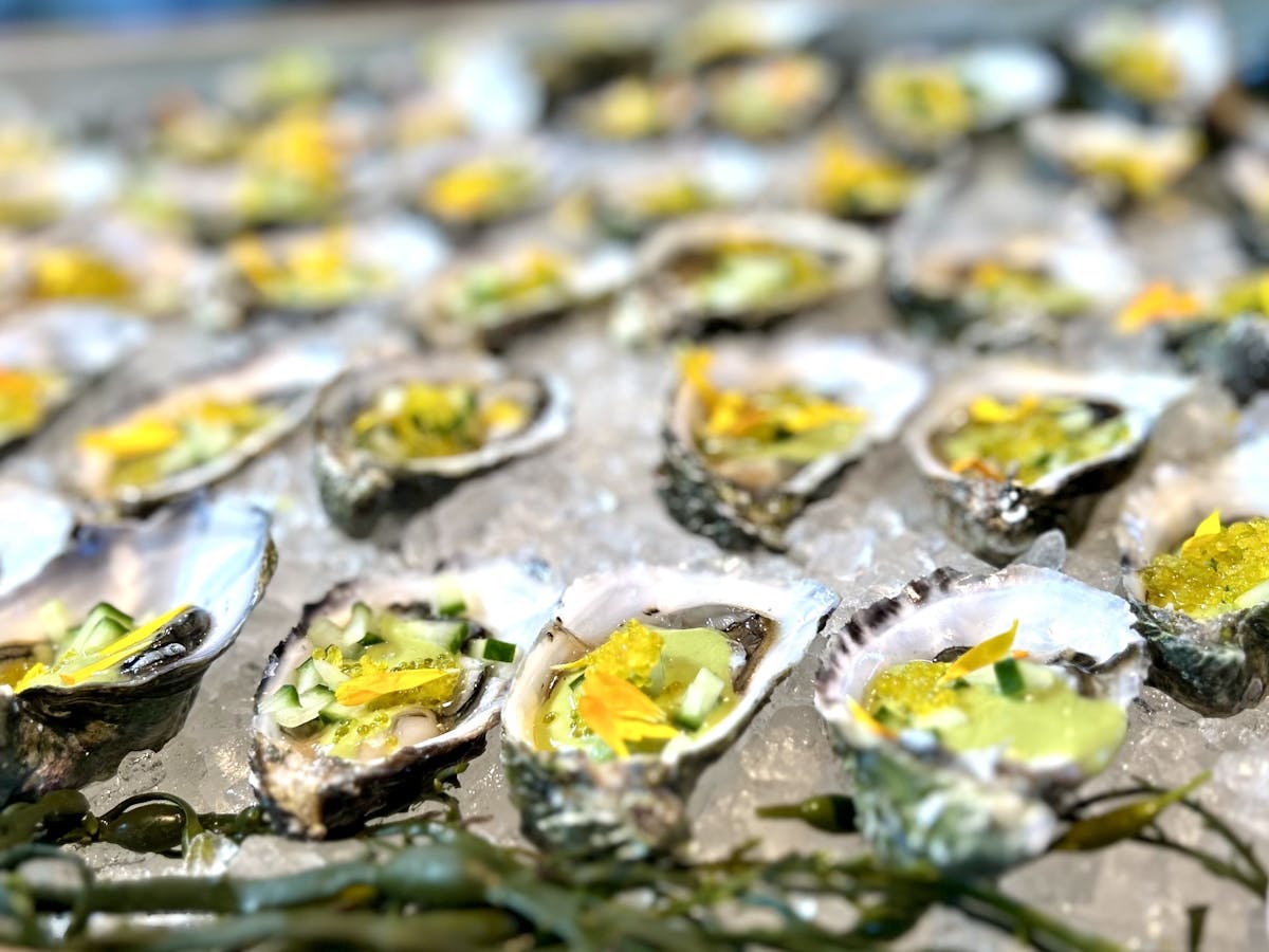 a close up of freshly shucked oysters on a bed of ice