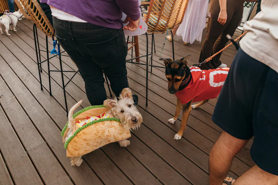 Dog Halloween Costume Contest Belles Beach House Hawaiian