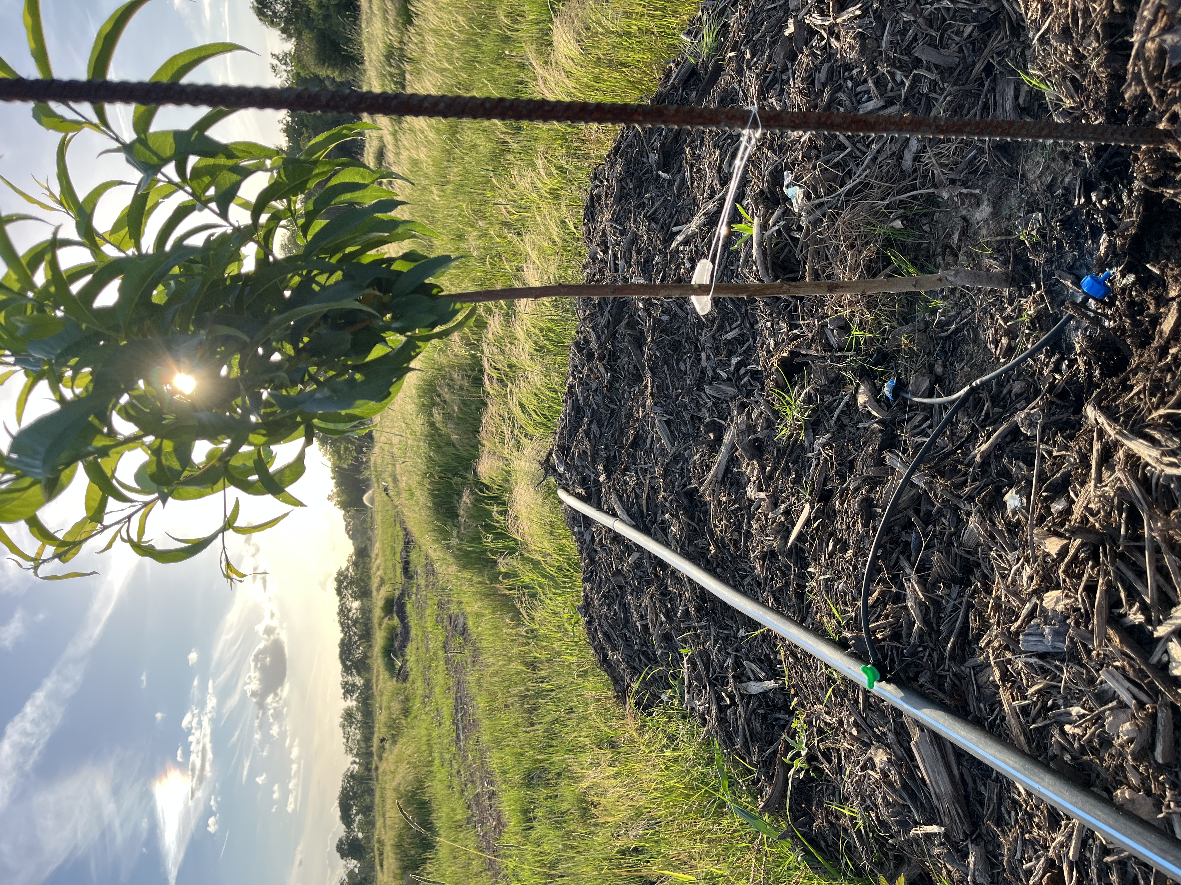 a tree growing in a field