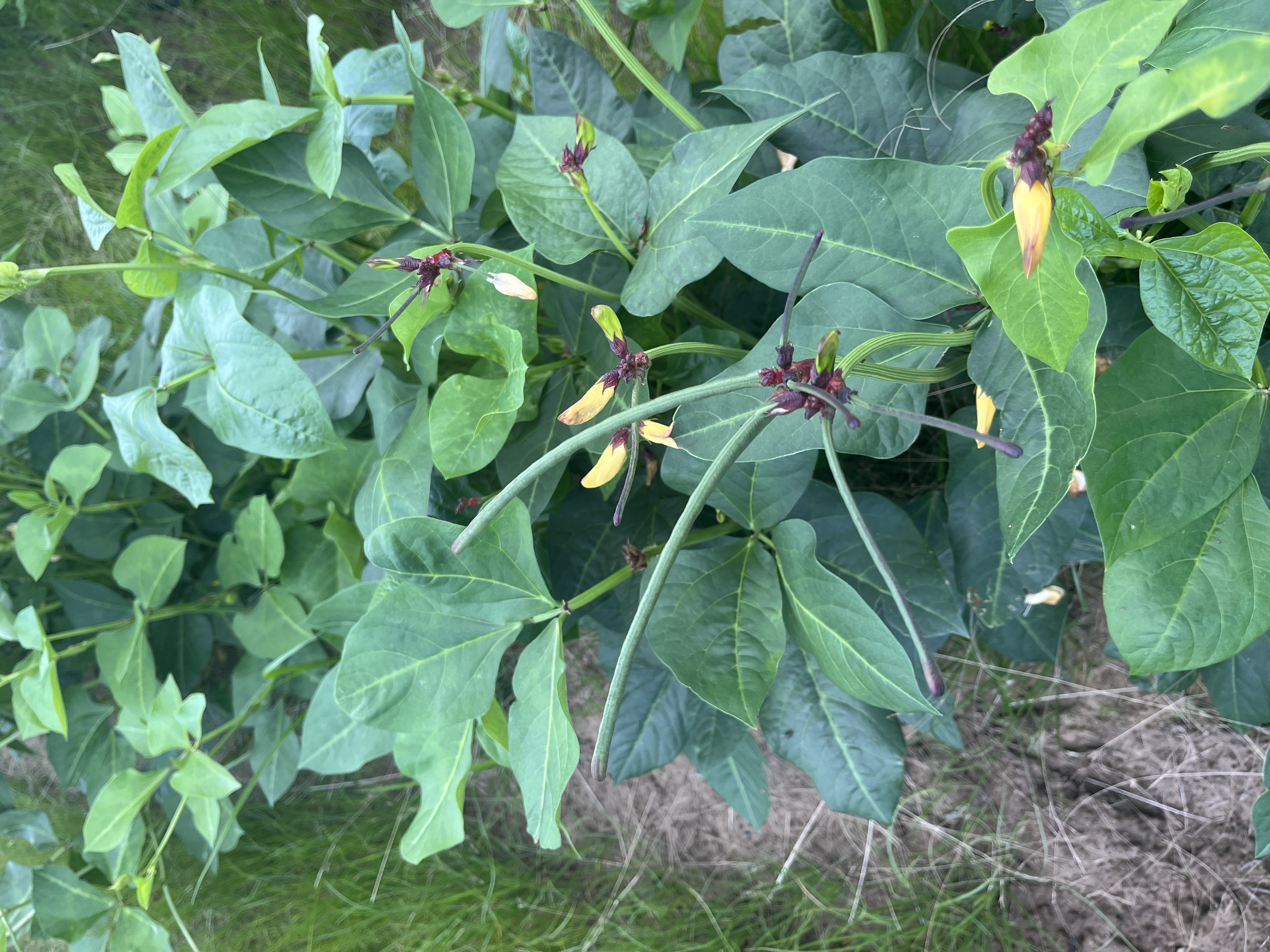 a close up of a plant