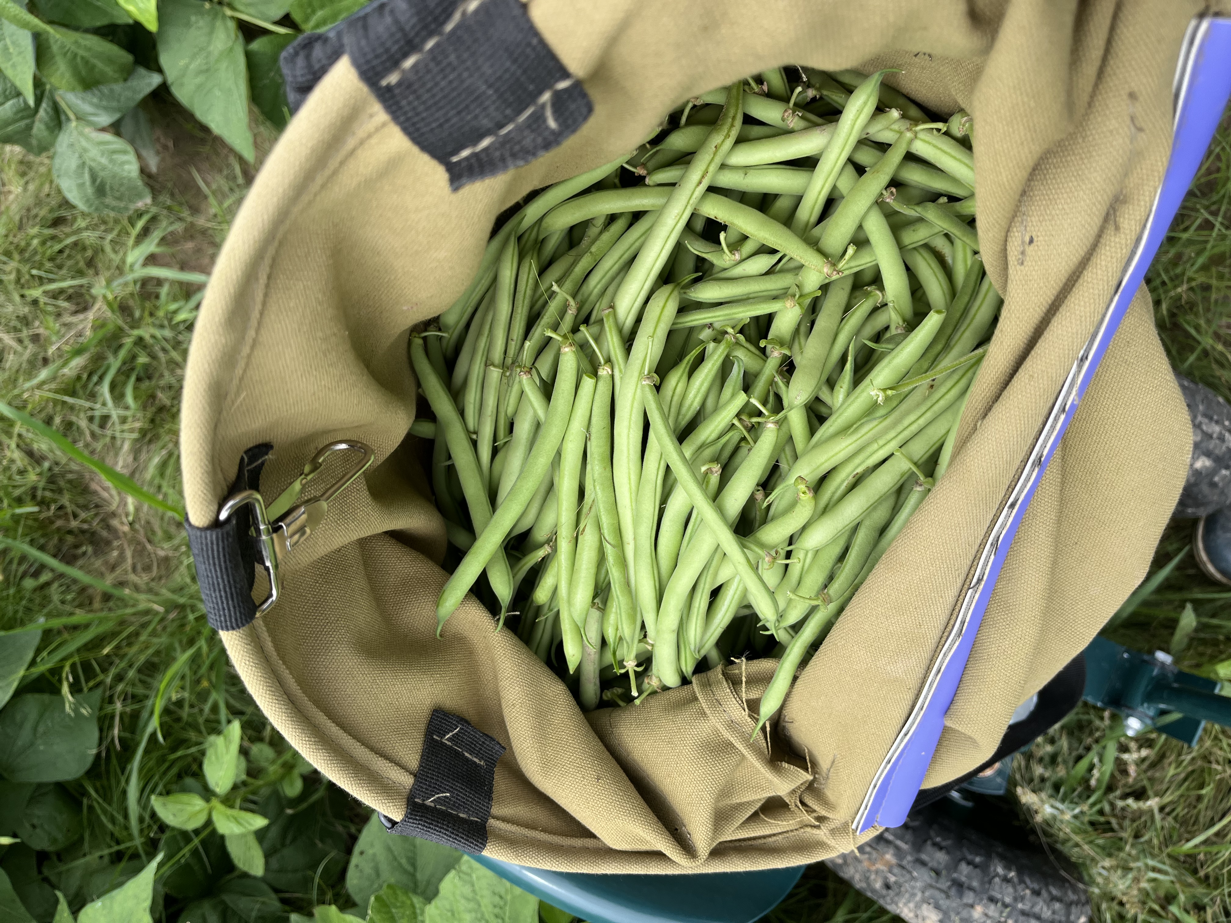 a bag of green beans
