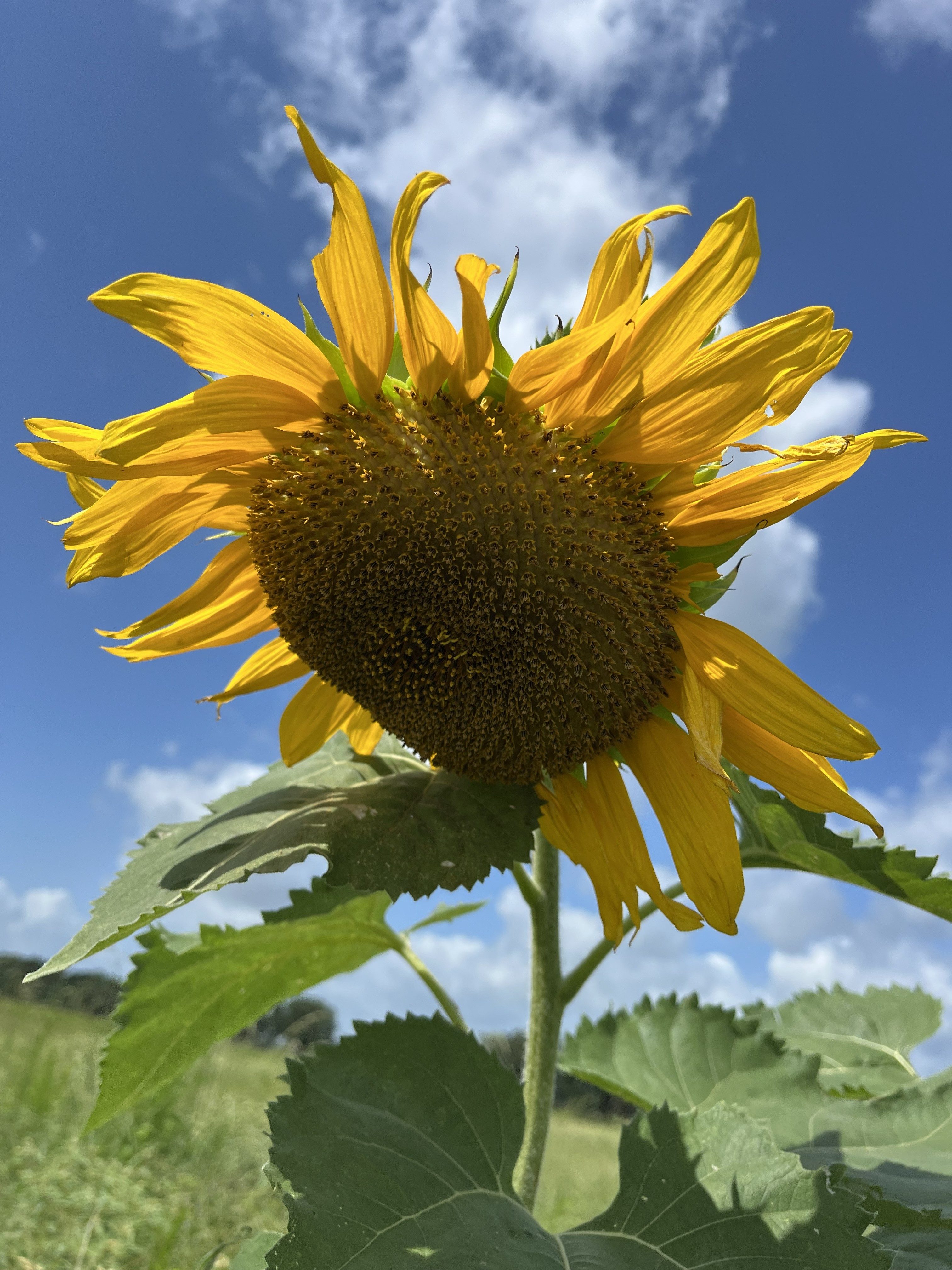 a sunflower with blue sky and clouds