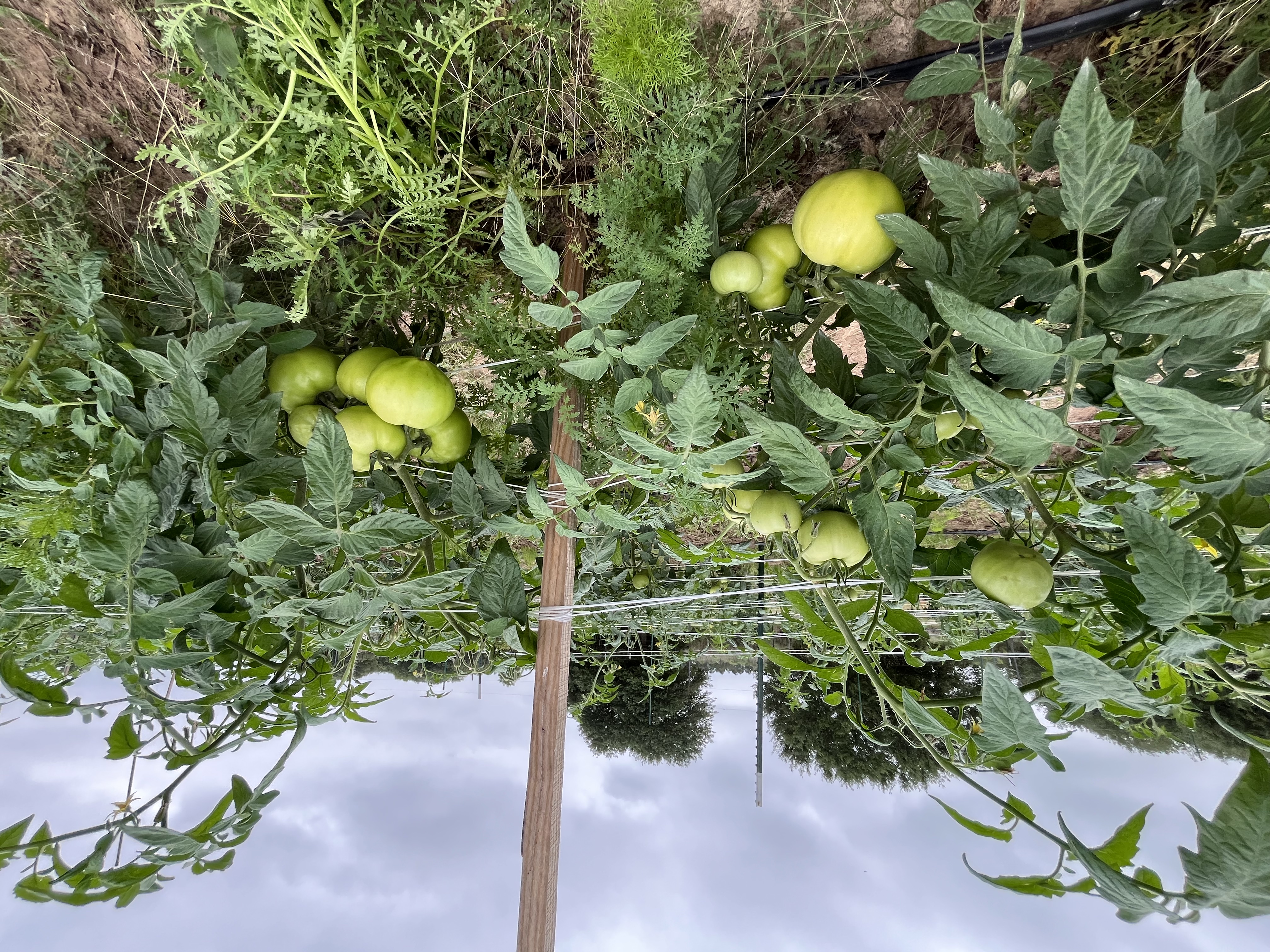 a green tomatoes growing on a plant