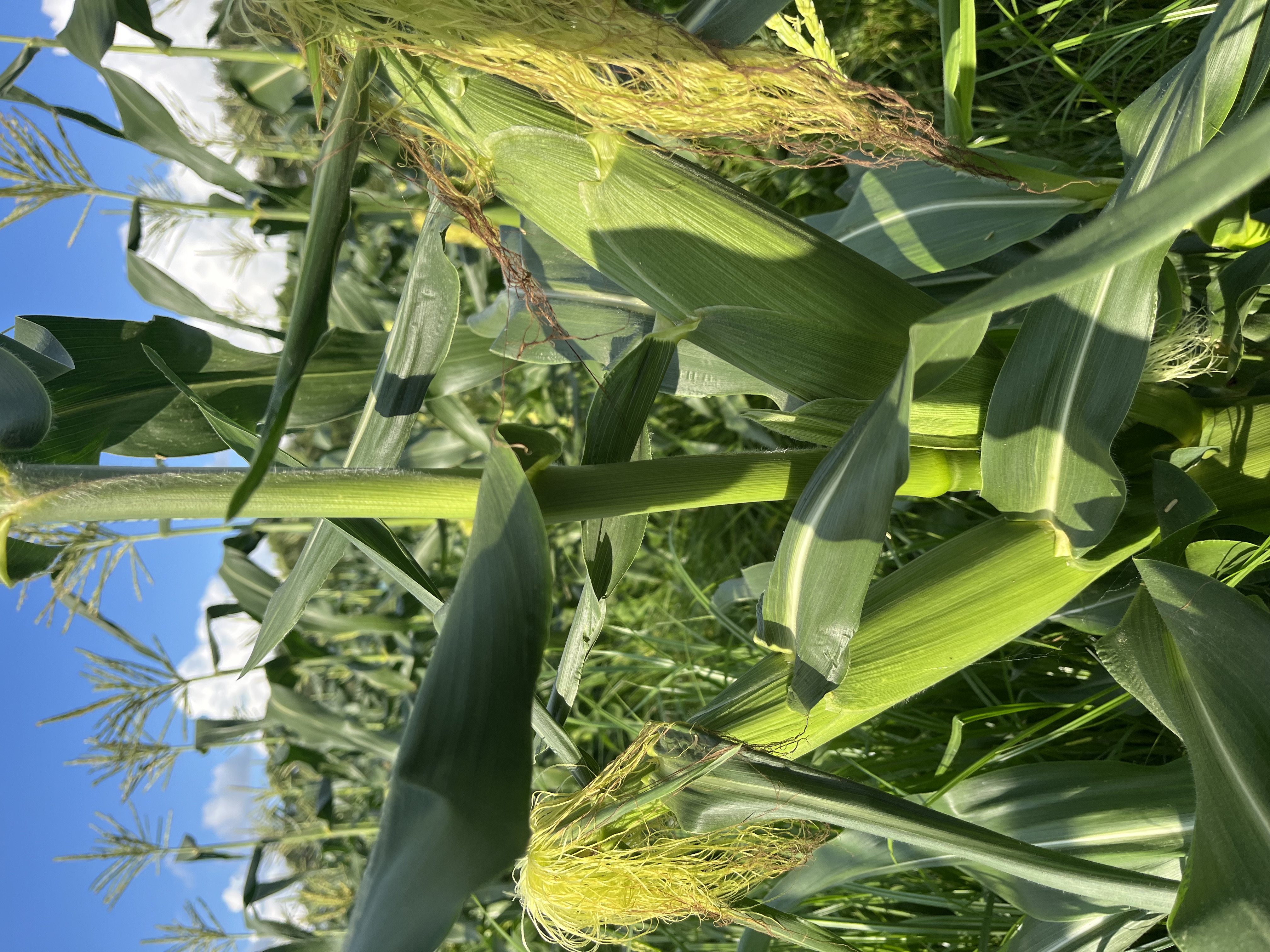 a corn field with corn stalks