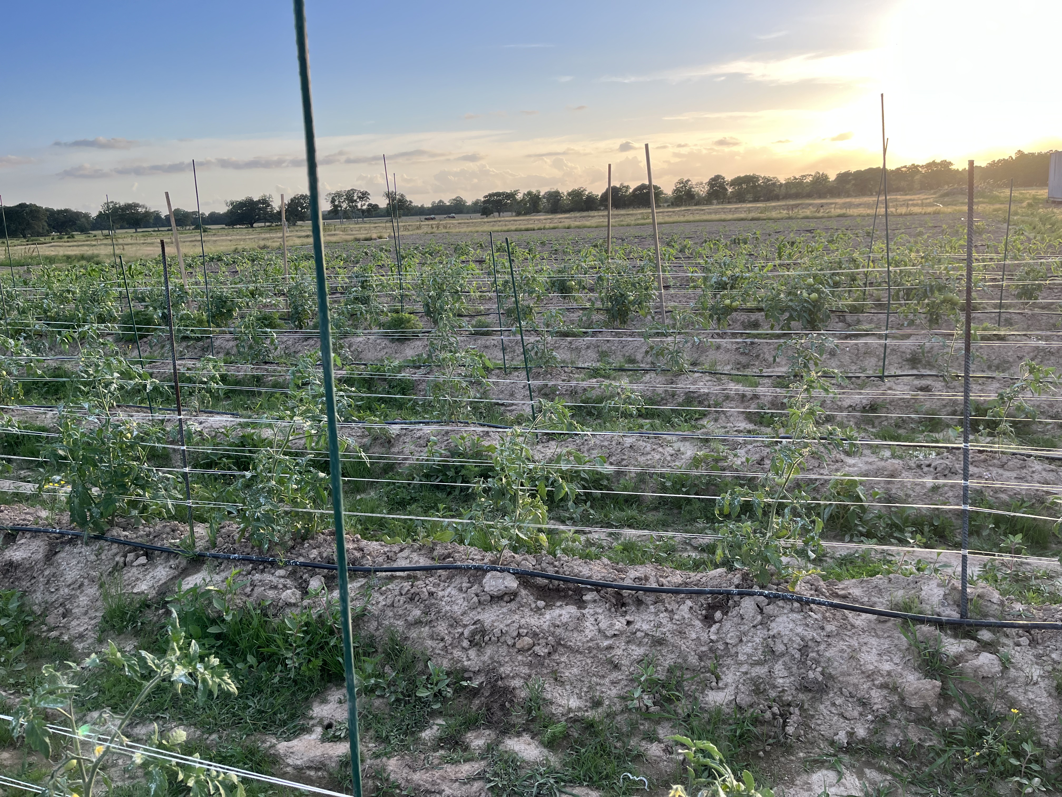 a field of plants with wire poles