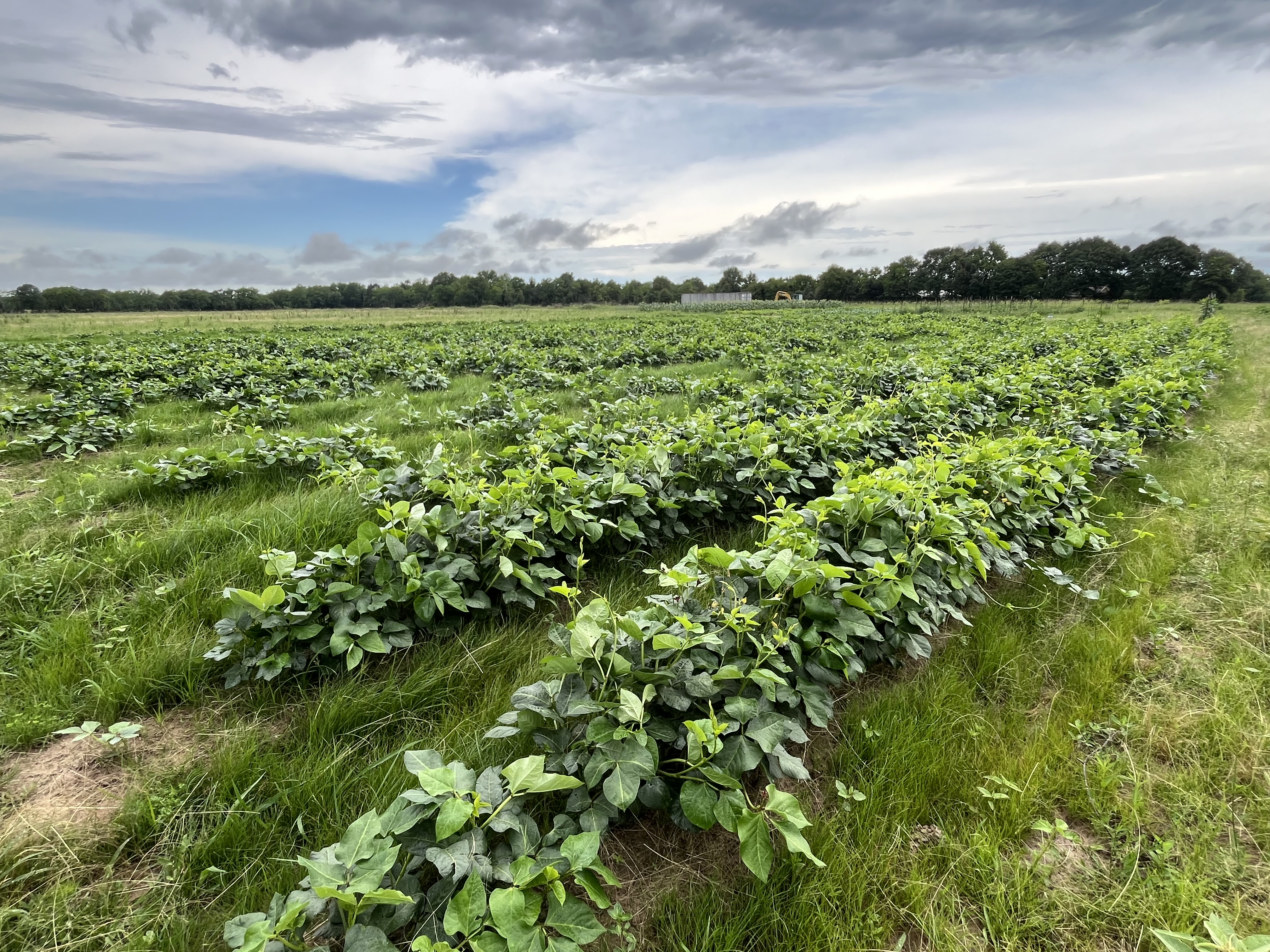 a field of green plants