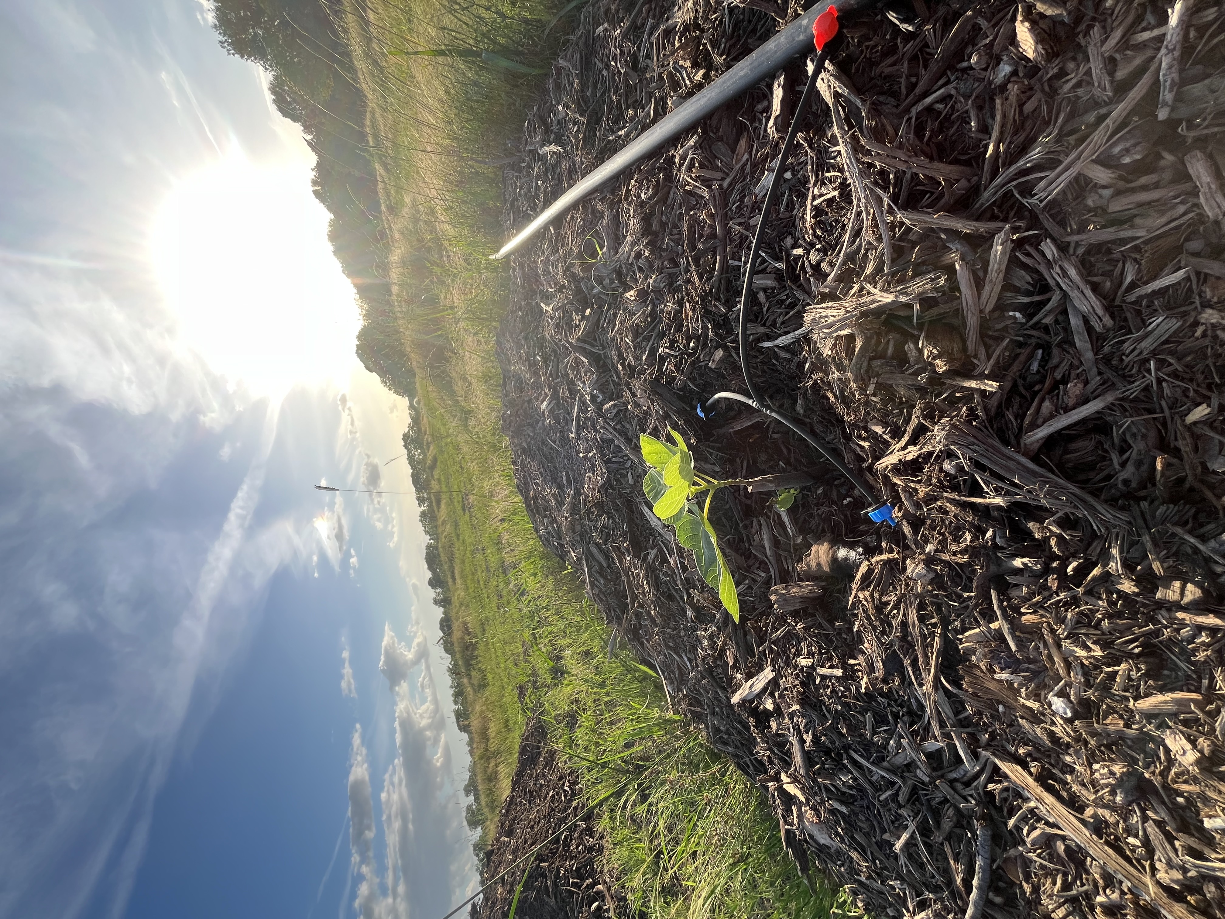 a field with a small plant