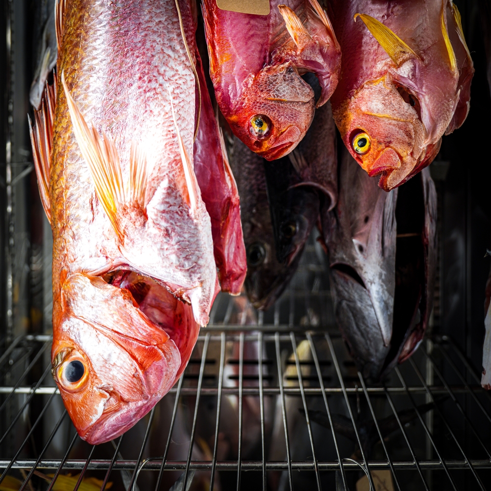 Dry-aged fish hanging in a temperature-controlled refrigerator