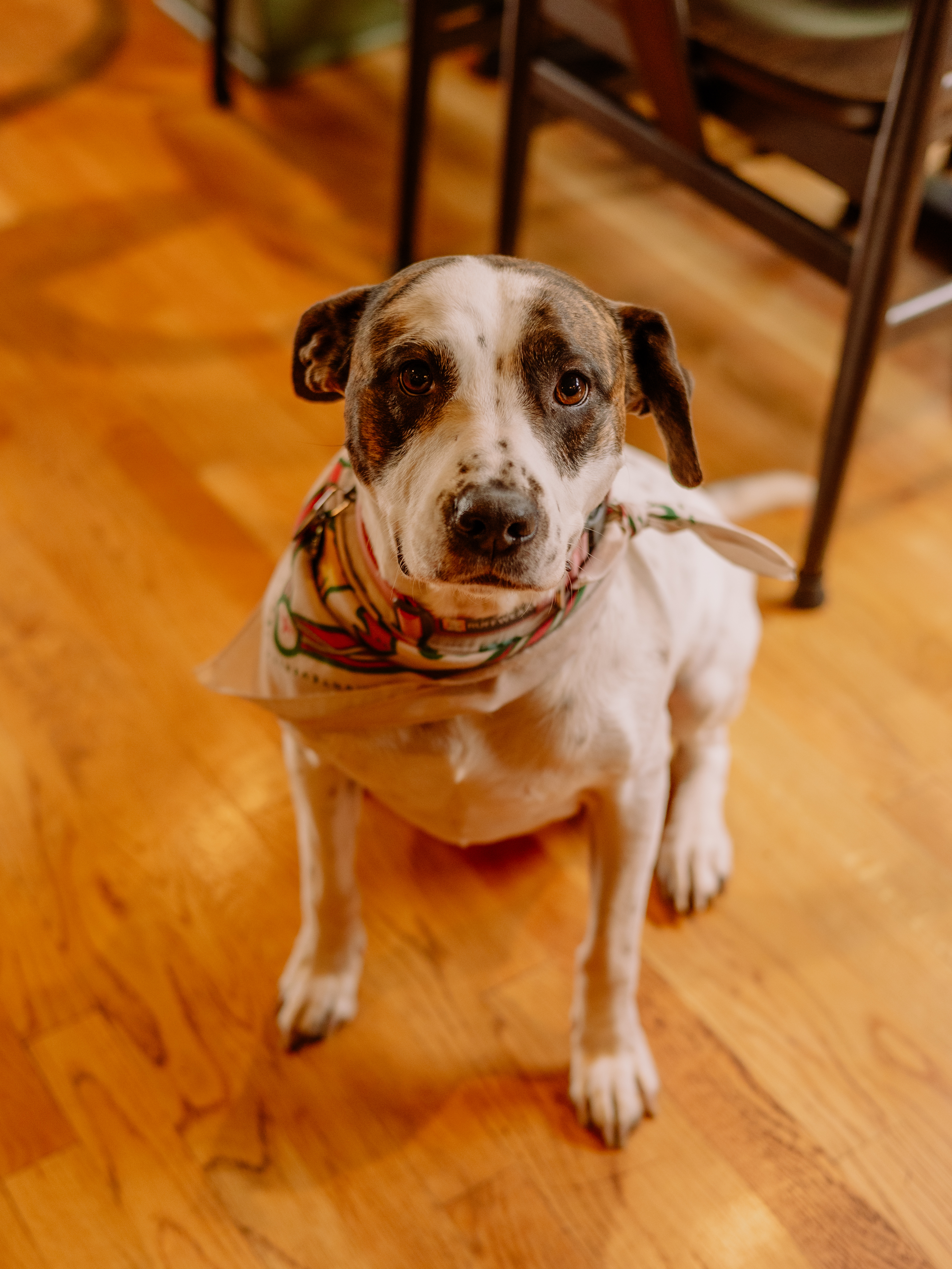 a dog sitting on a wood floor