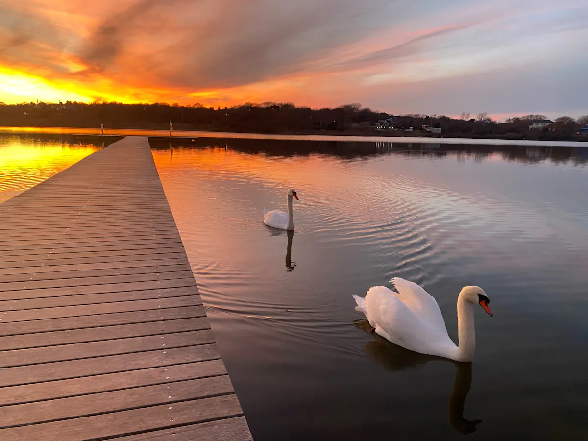 a swan next to a body of water