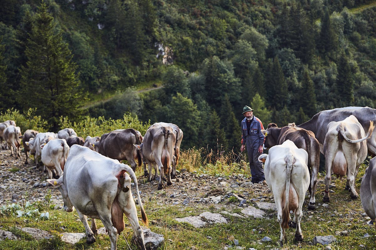 a herd of cattle standing on top of a grass covered field