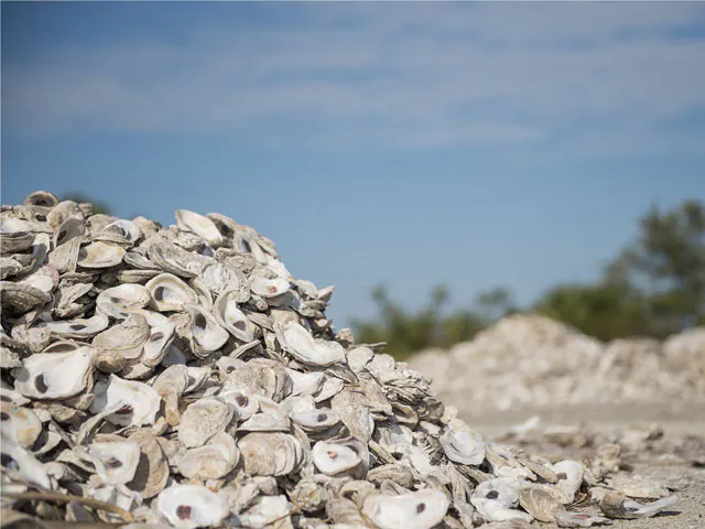Drying Shells Oyster Shells Drying | Tiki Tiki | Tiki Restaurant in Hollywood Beach, FL