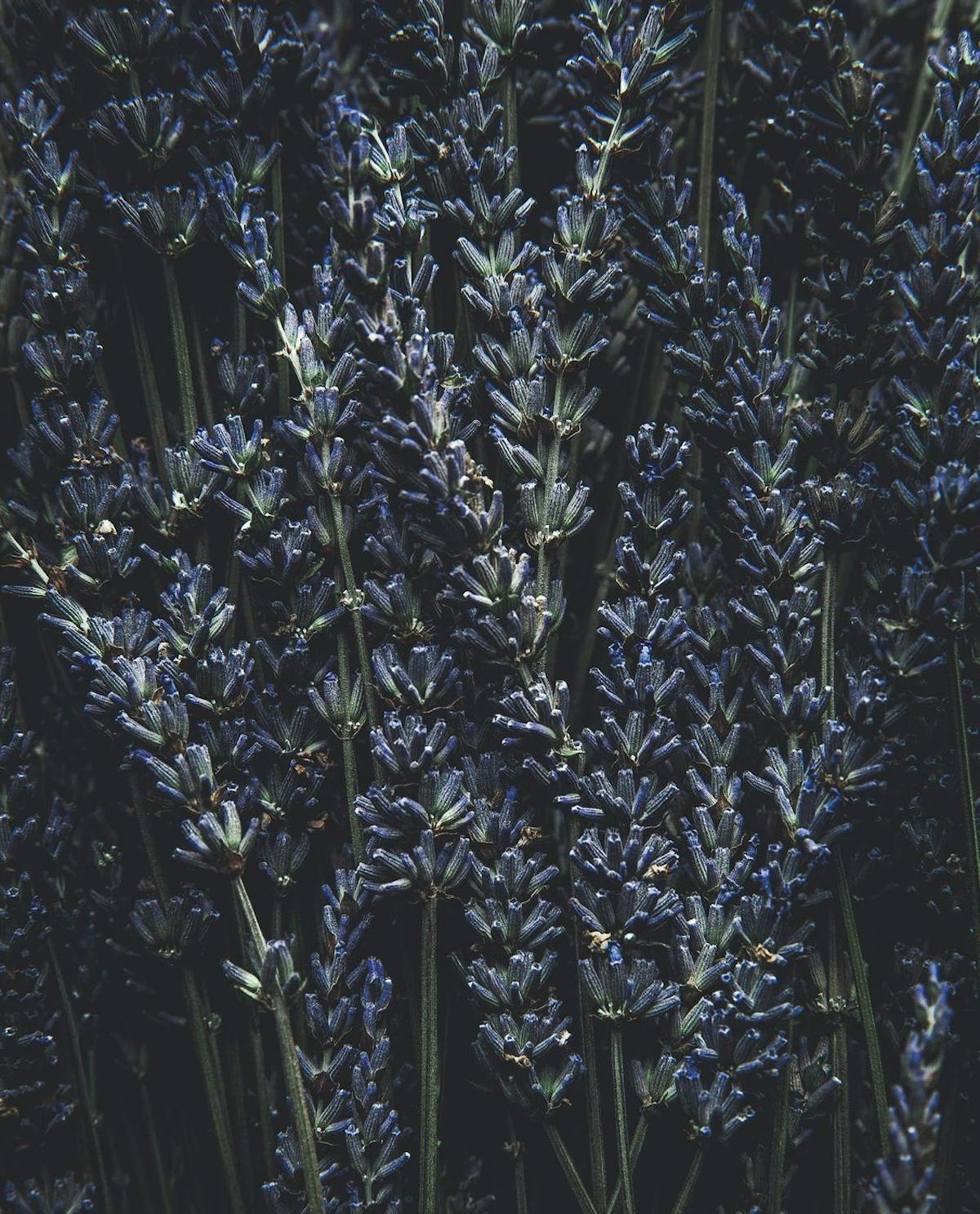 a bunch of lavender