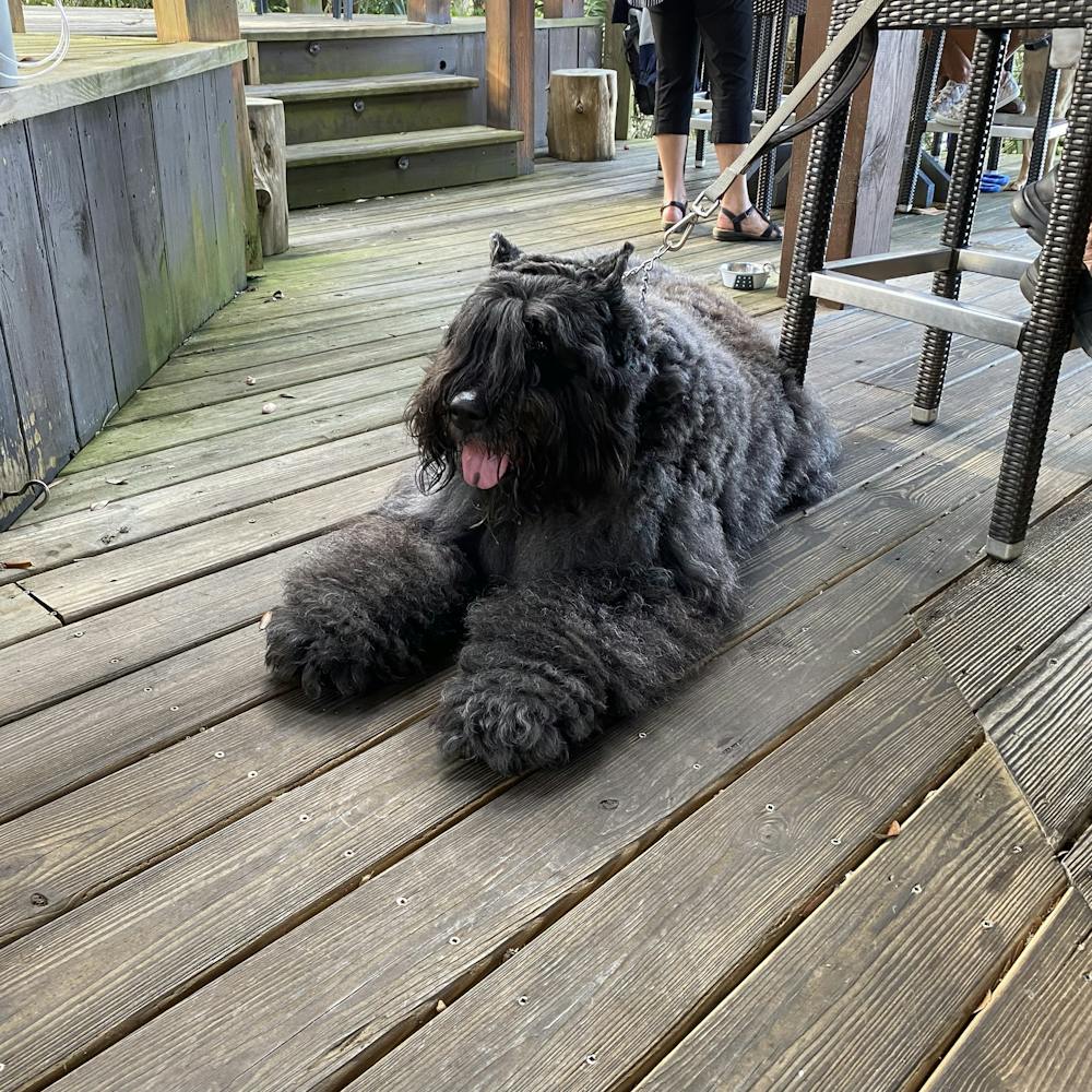 a dog sitting on top of a wooden fence