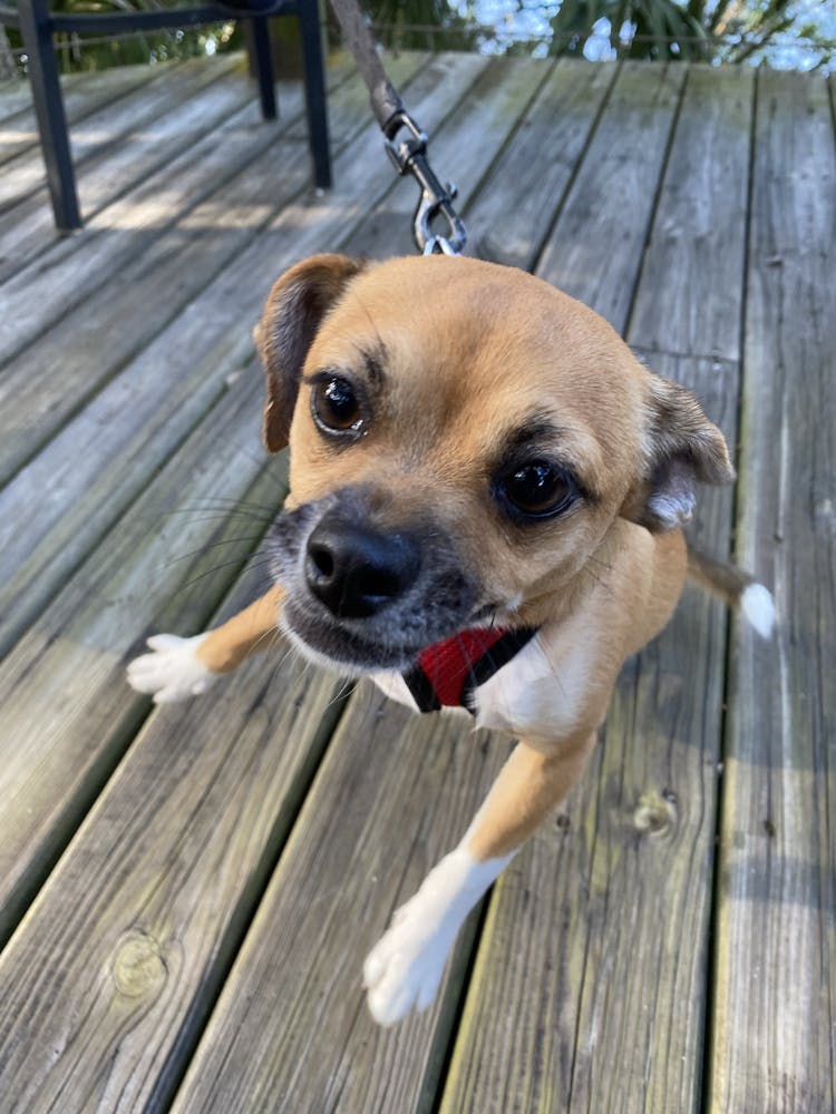 a dog sitting on top of a wooden fence