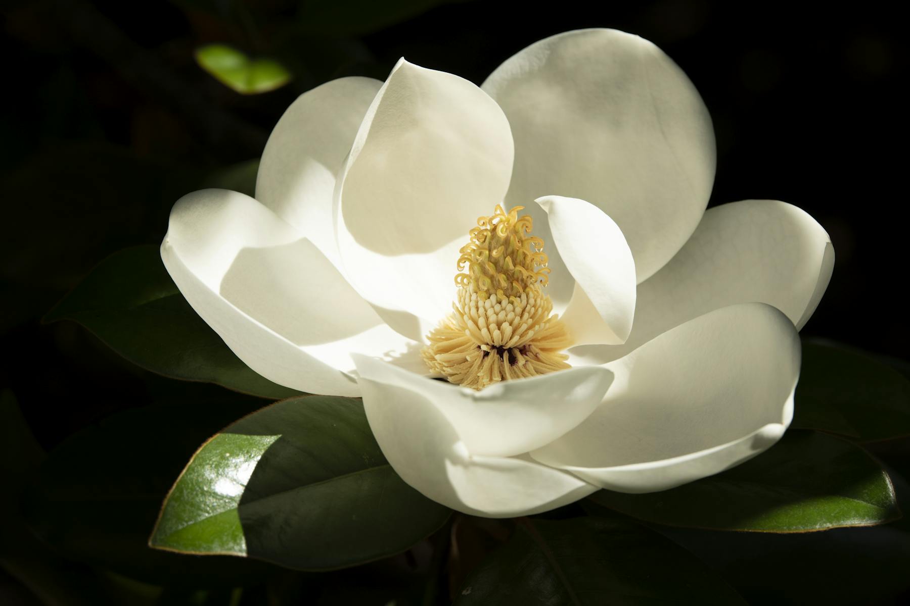 a close up of a flower