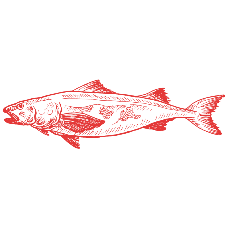 a drawing of a fish