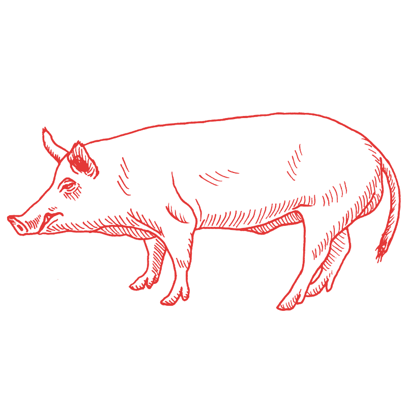 a drawing of a pig