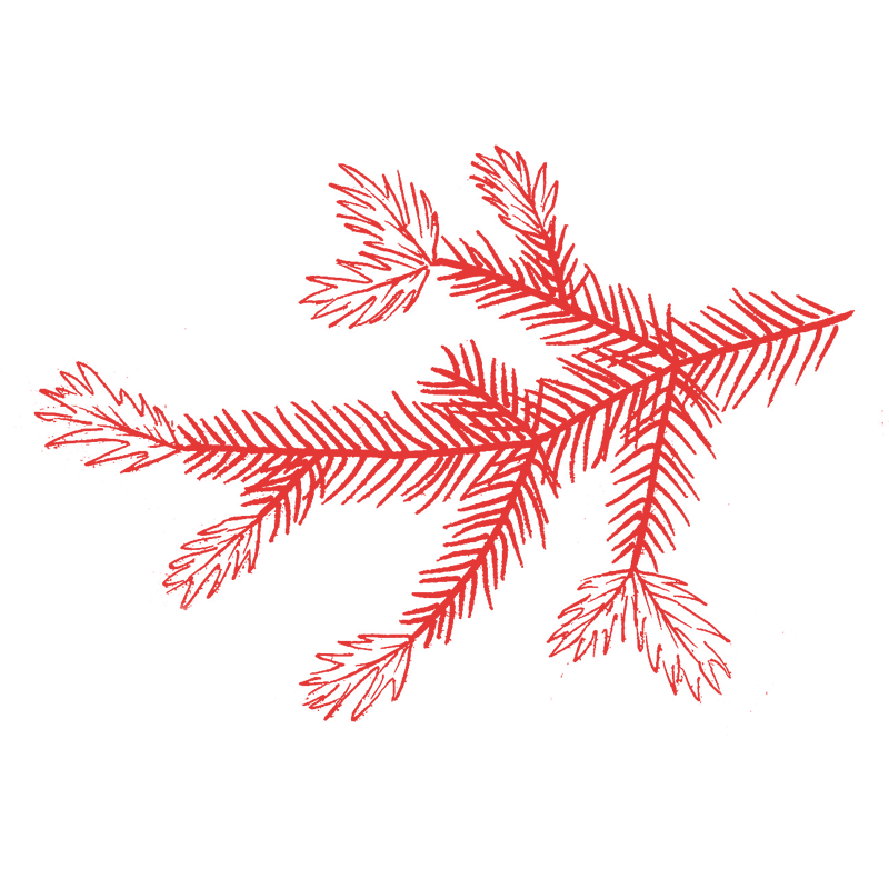 a red leaf on a black background