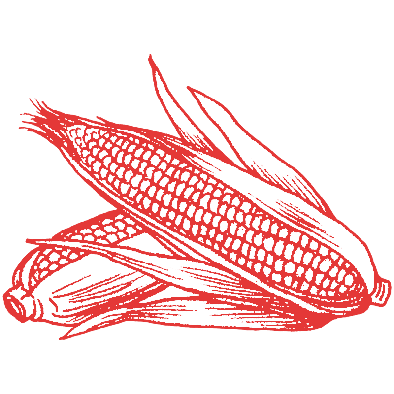 a drawing of a corn