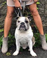 a man holding a dog posing for the camera