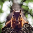 a close up of a squirrel