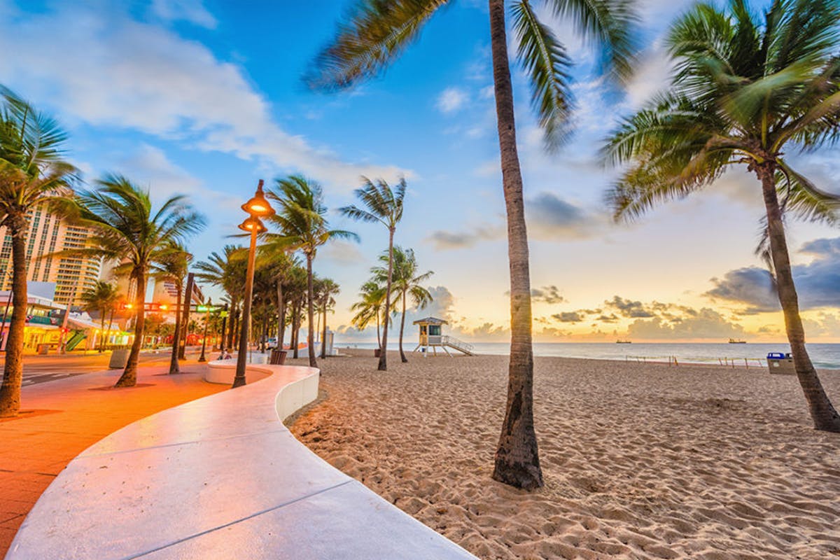 a beach with a palm tree