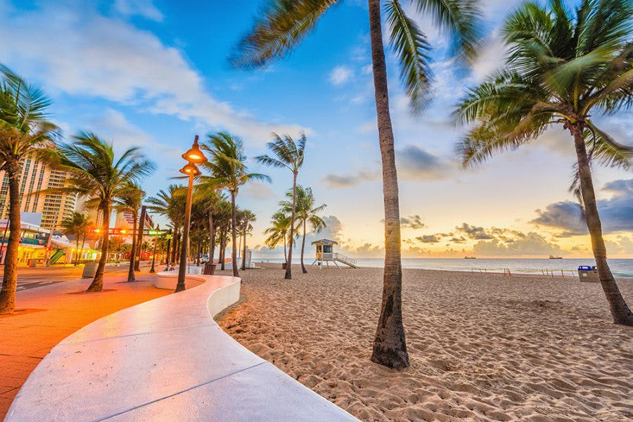 a beach with a palm tree