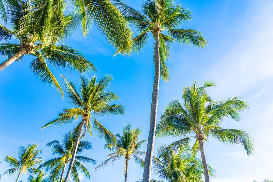 a beach with a palm tree