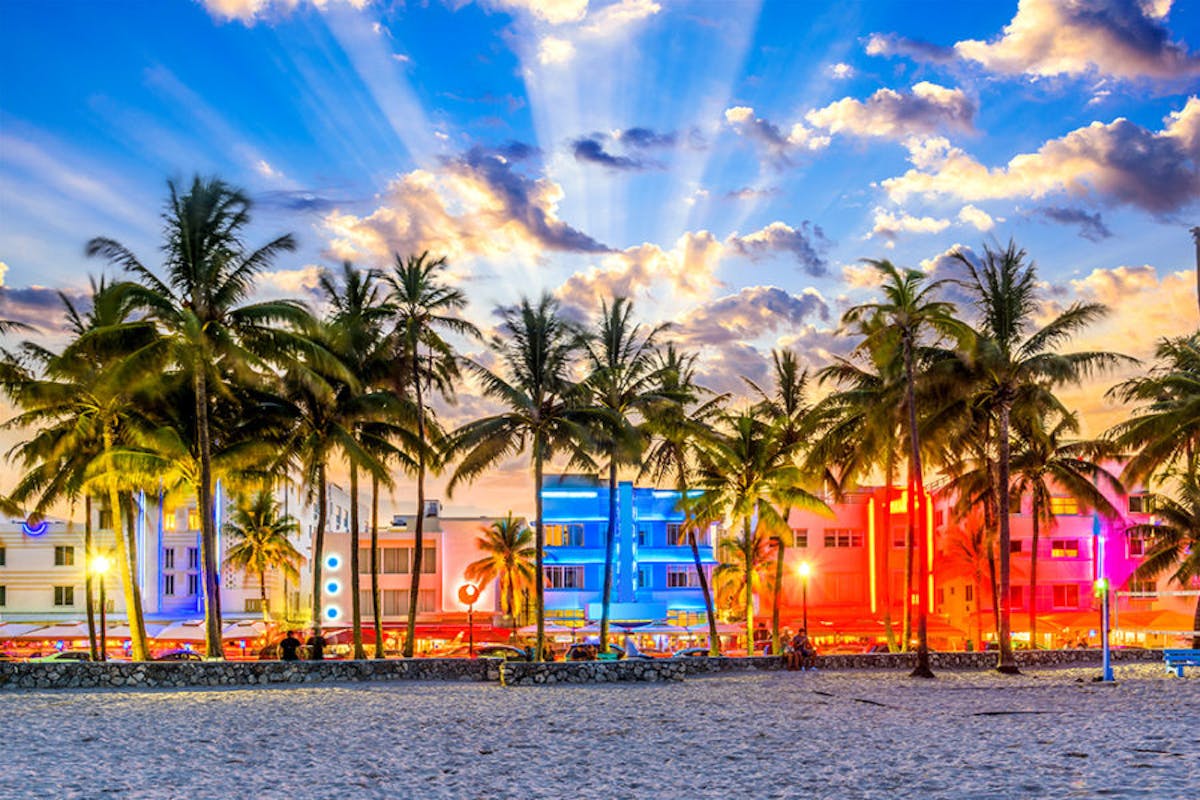 a group of palm trees