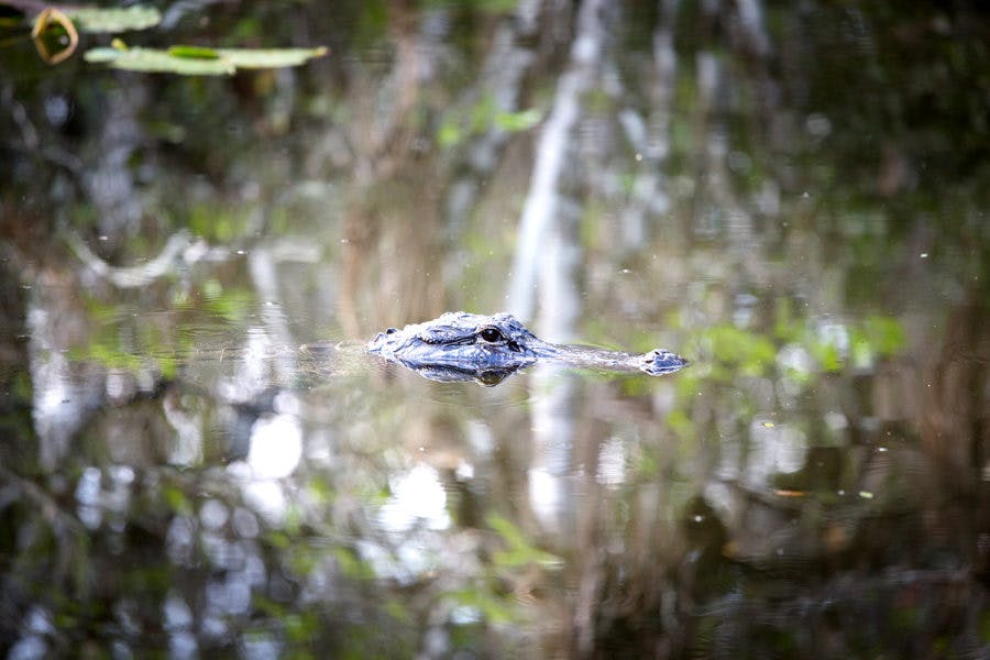 a bird flying over a forest