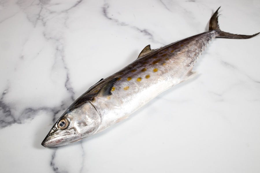 Spanish Mackerel, Whole (Wild, US) Lobster Place Seafood Market in Chelsea Market, NYC
