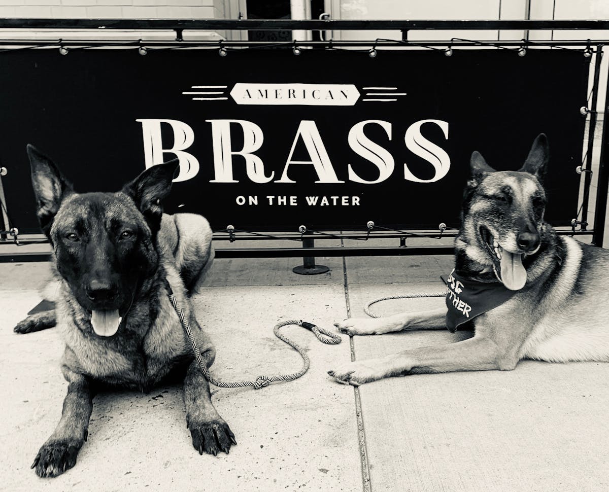 dogs sitting at American Brass in Long Island City