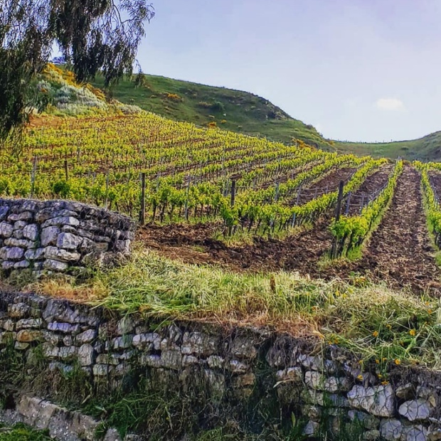 a large green field with trees in the background