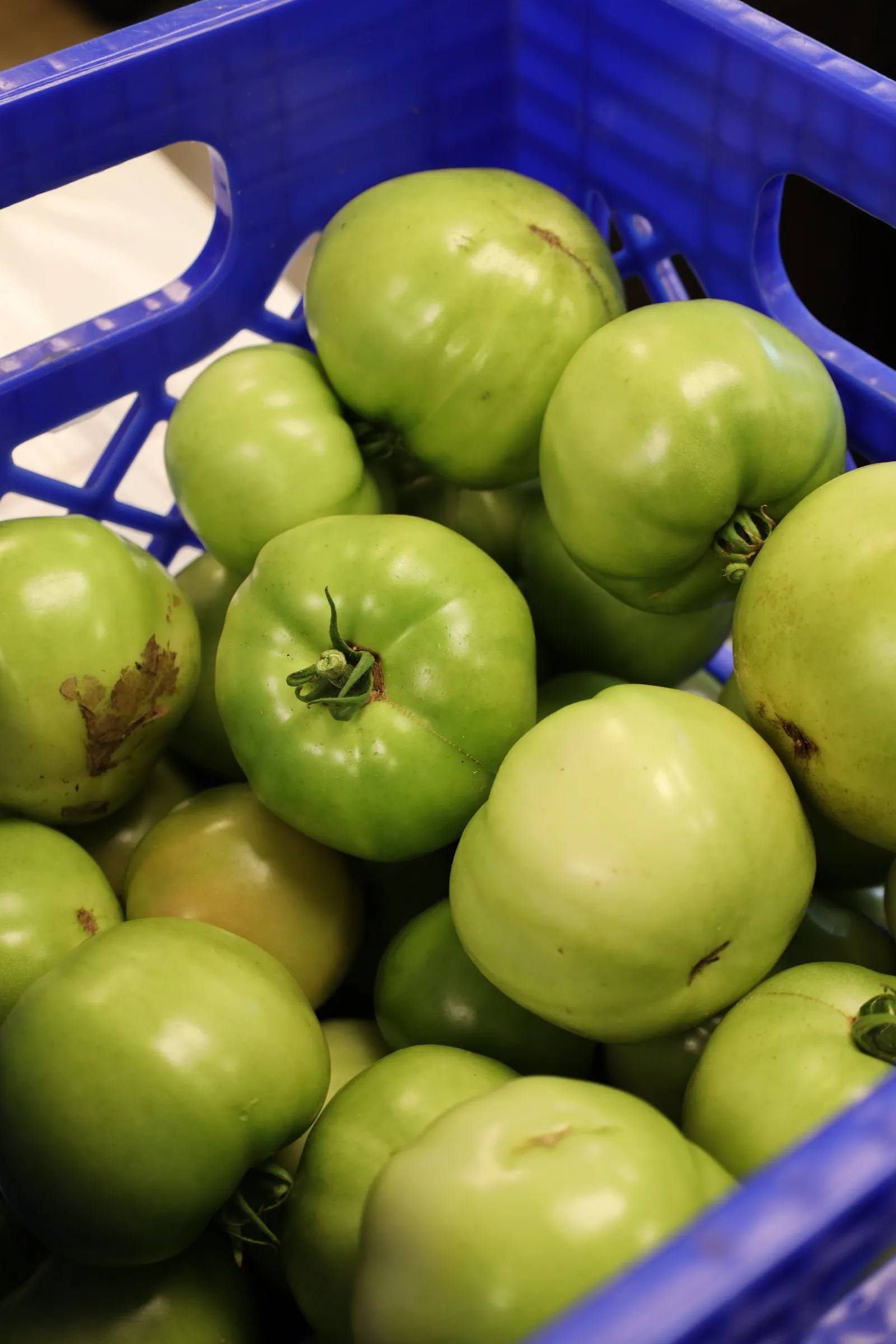 Crate of green tomatoes