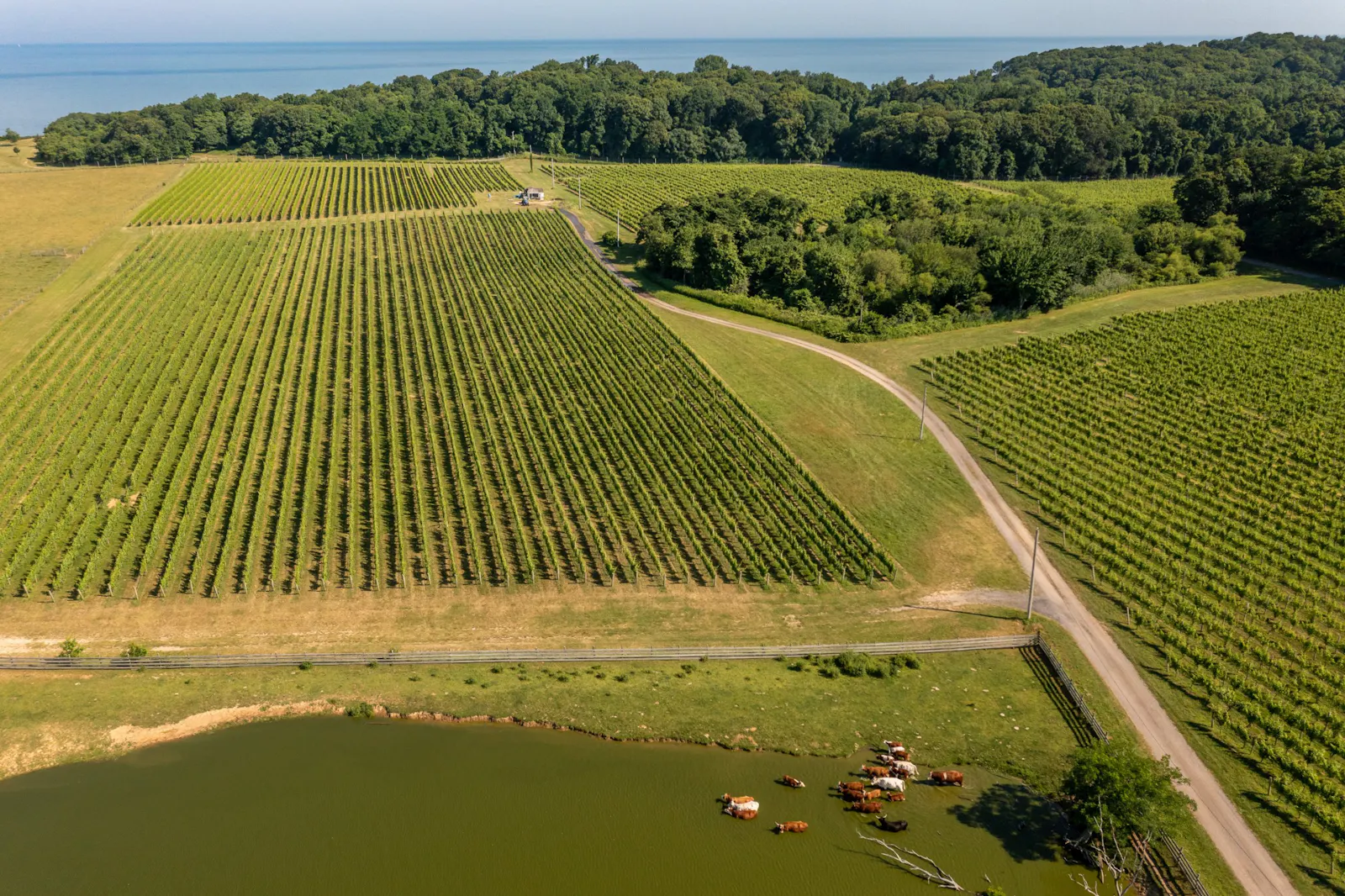 Aerial view of Macari Vineyards