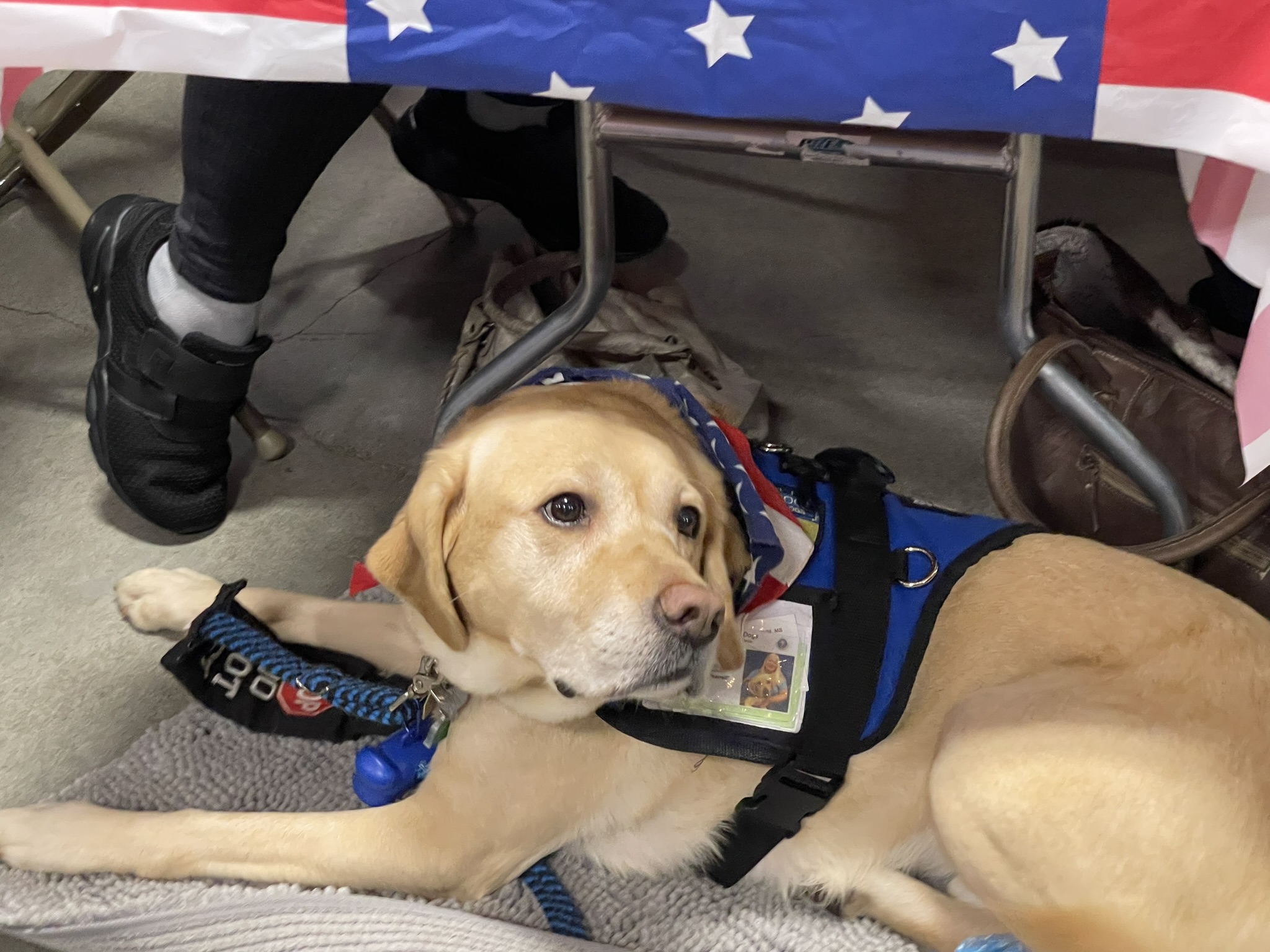 a dog sitting on a chair