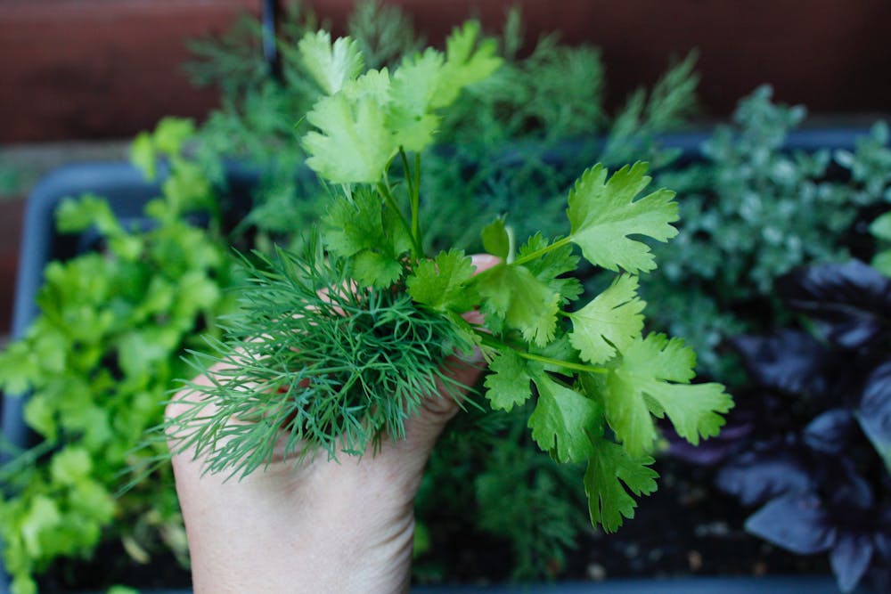 a hand holding dill and cilantro next to a garden bed