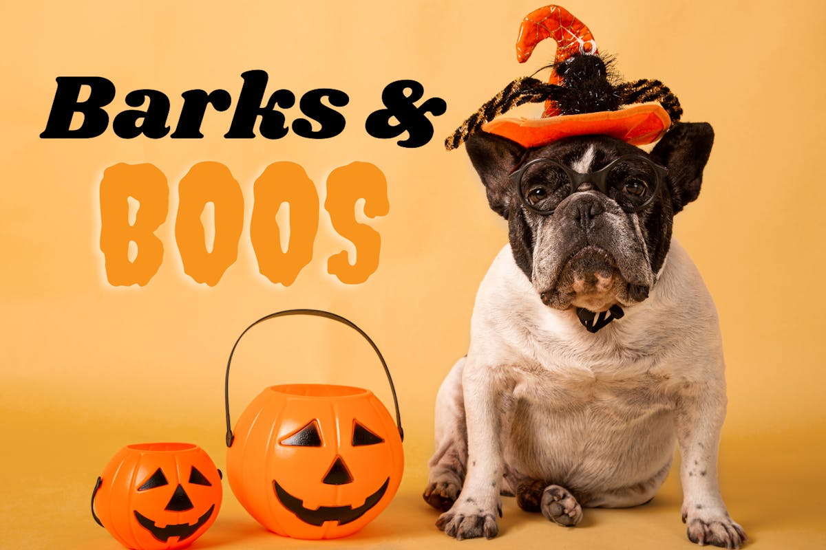 a dog sitting on a table