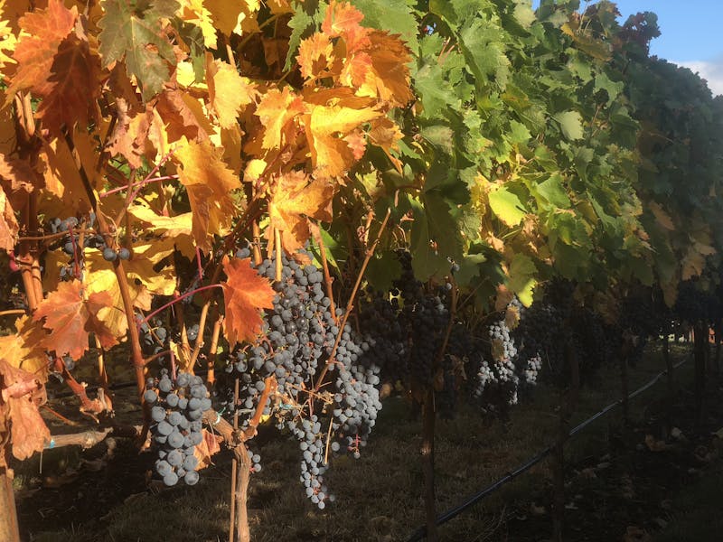 Our Story Pie + Vine & Vine + Yard in Ashland, OR