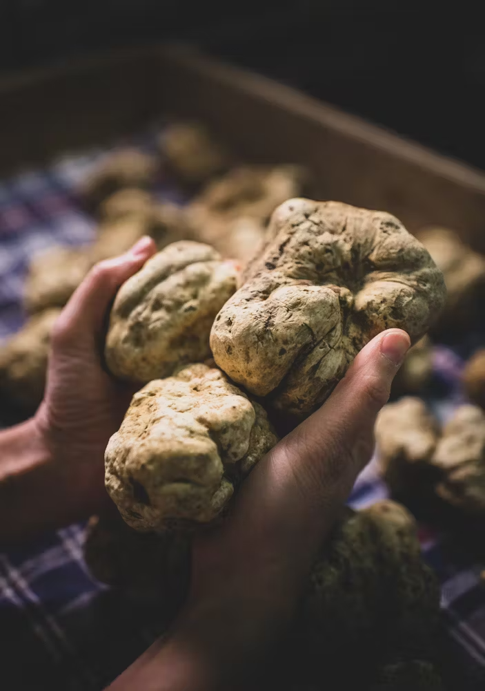 White Truffle Dinner Babbo Italian Restaurant in New York, NY