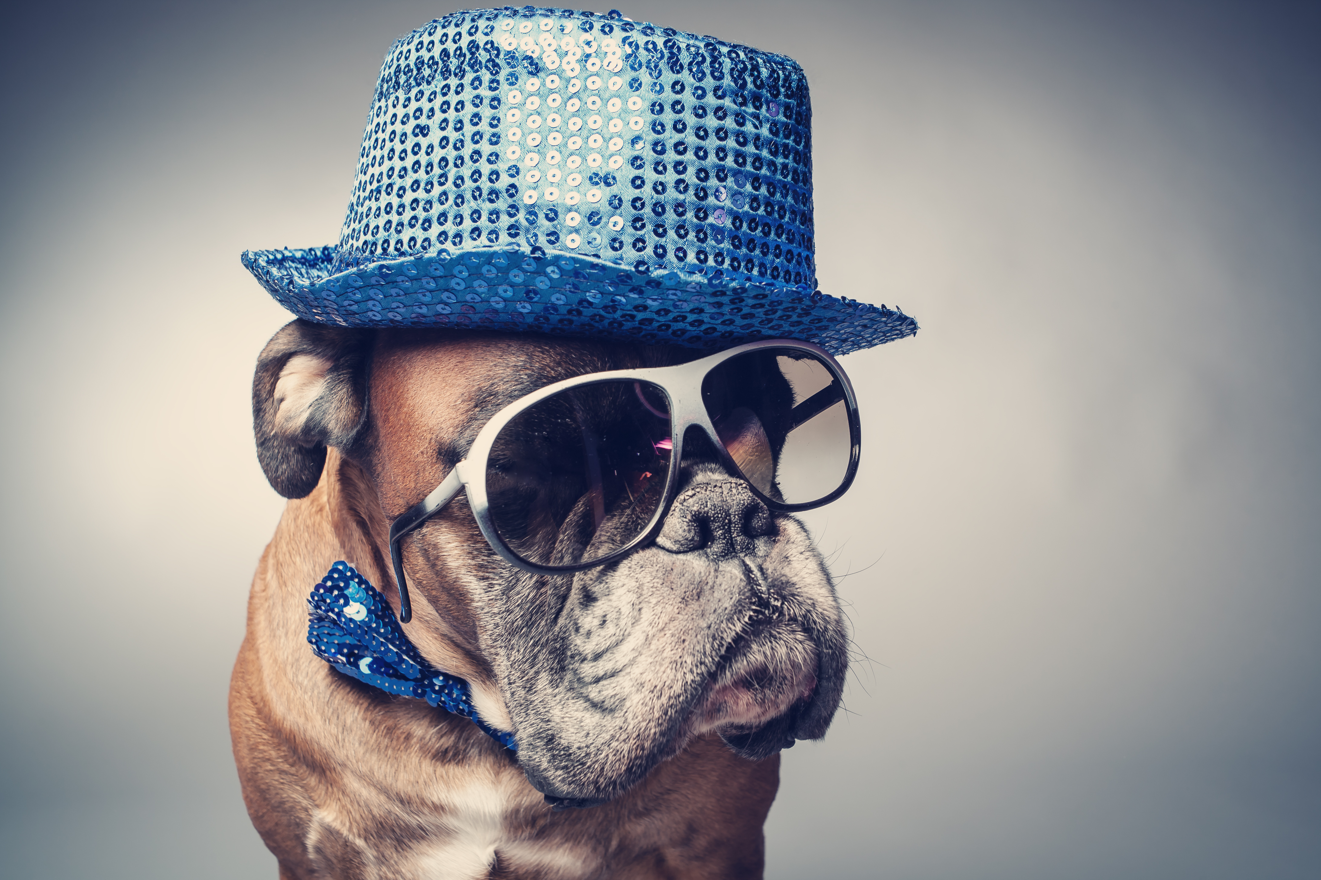 a dog wearing sunglasses and a hat