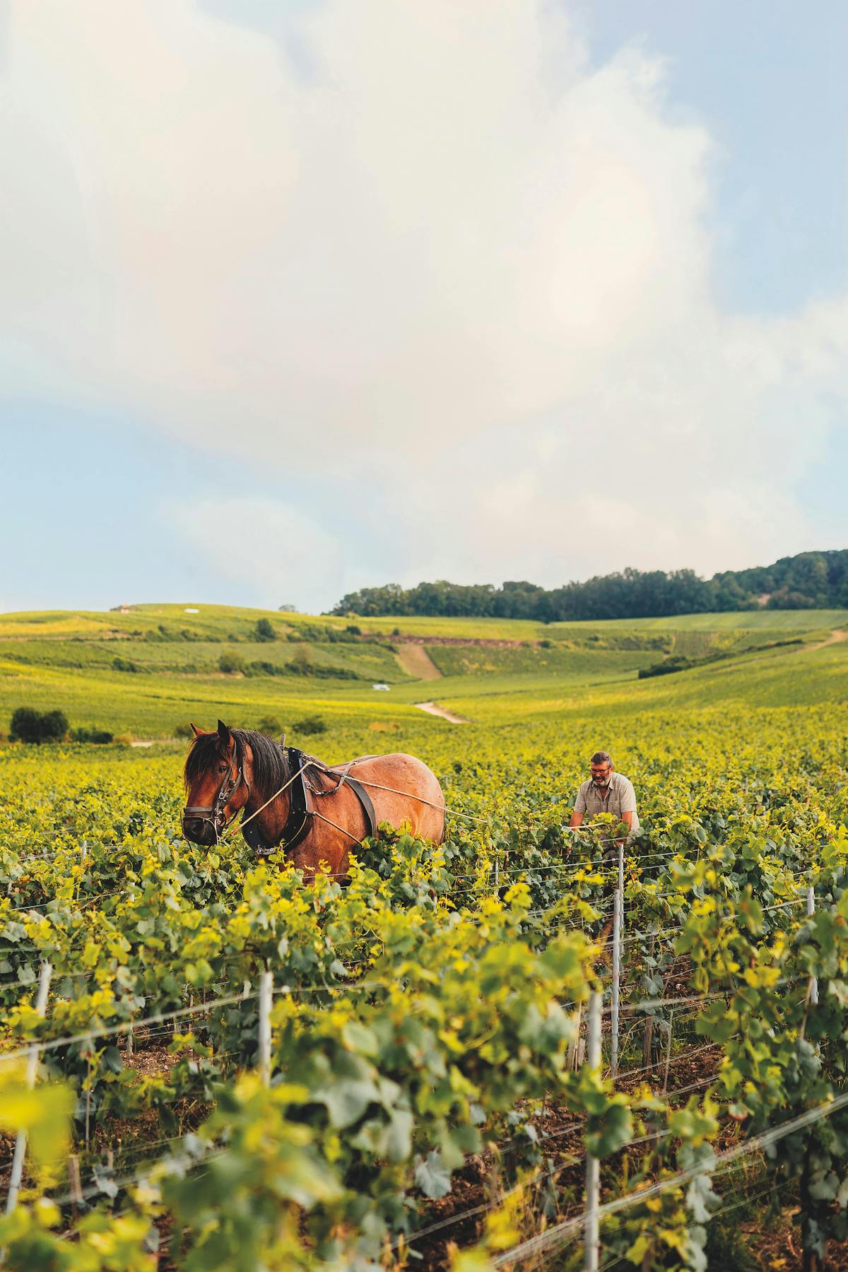 A horse and farmer on a on a vineyard