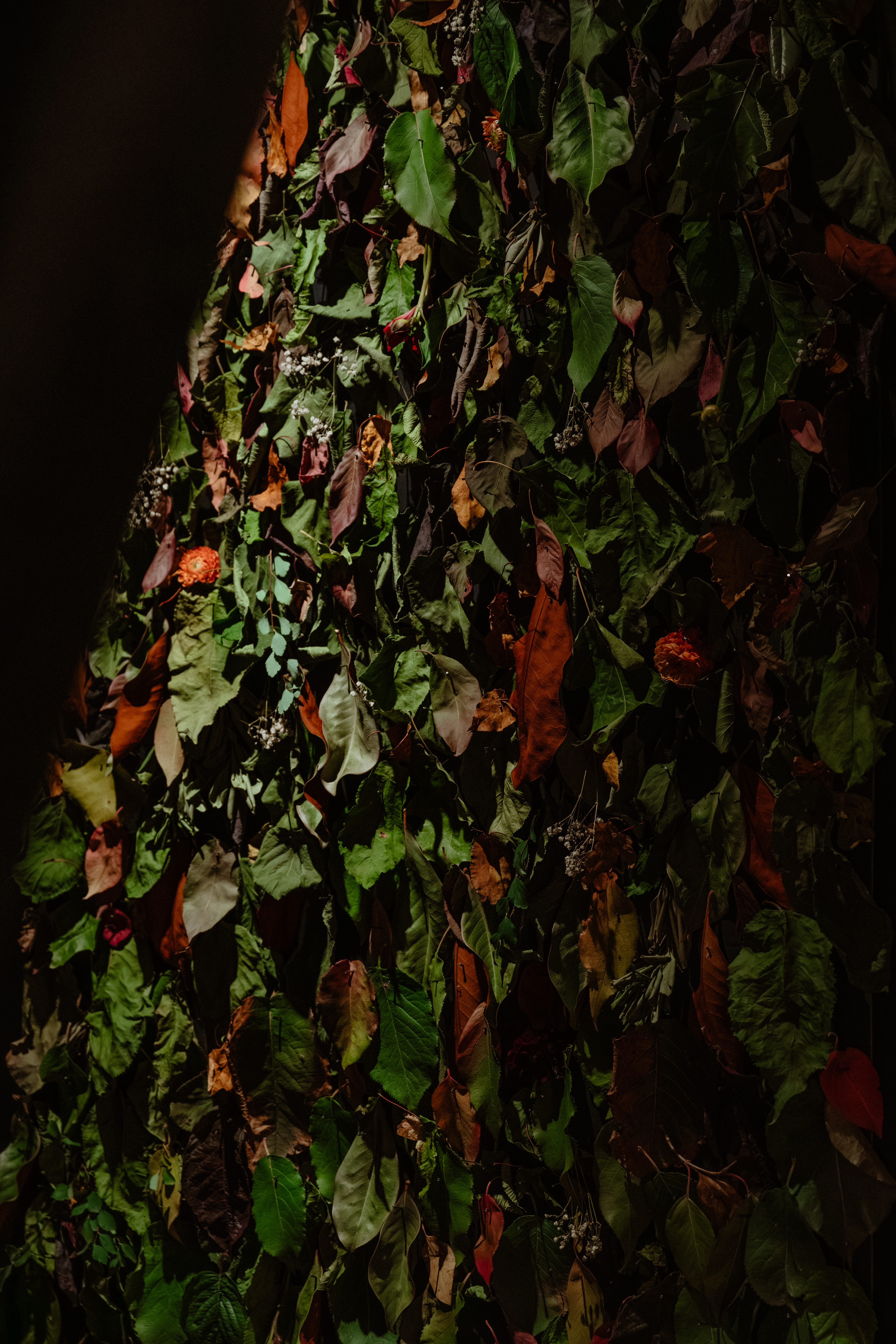 leaves and flowers on a dark background