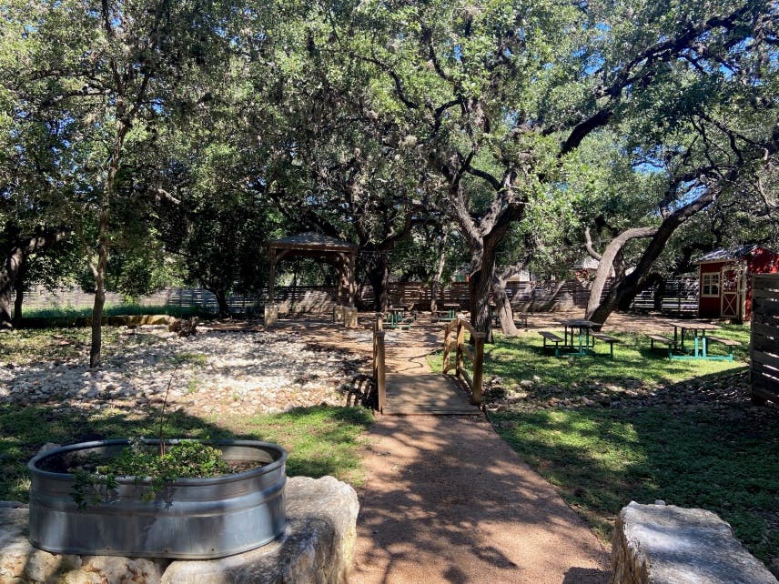 a tree in a park