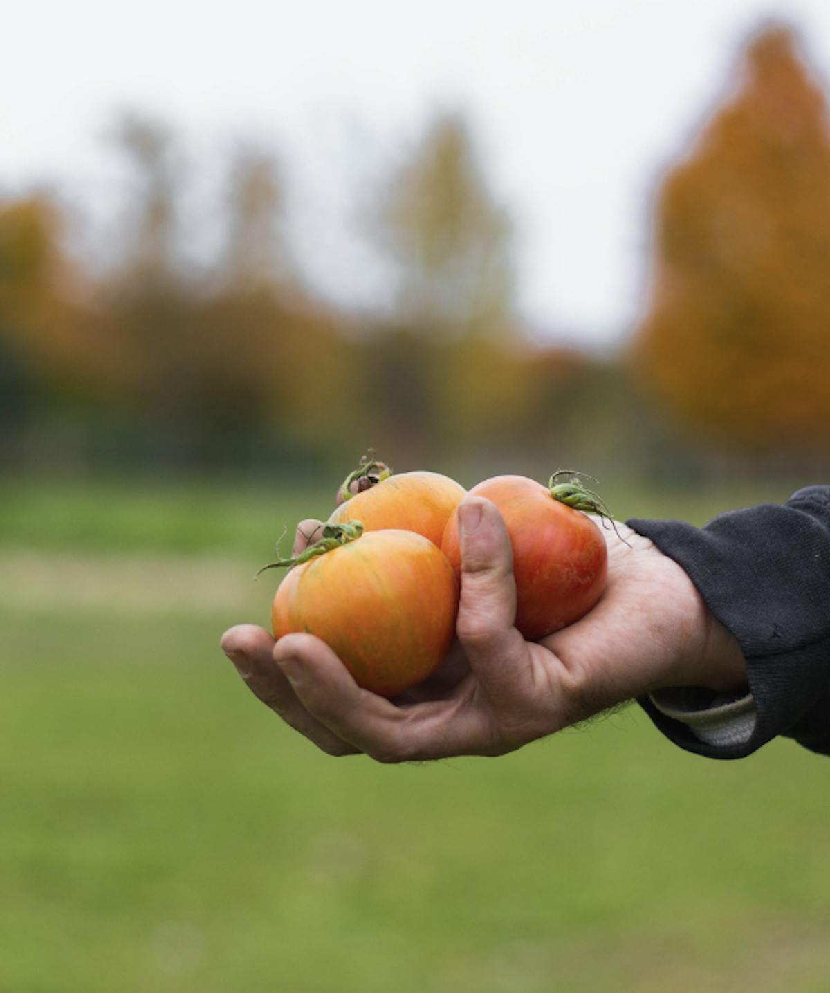 a hand holding an orange